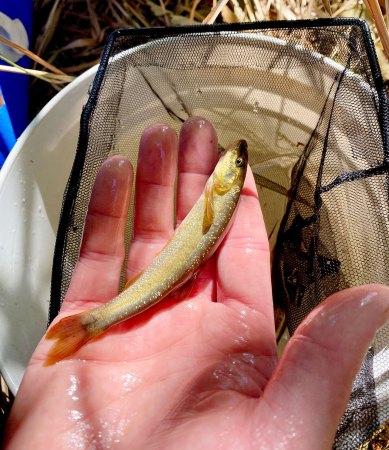 a photo of a small yellowish fish in a person's hand, over a net and a bucket