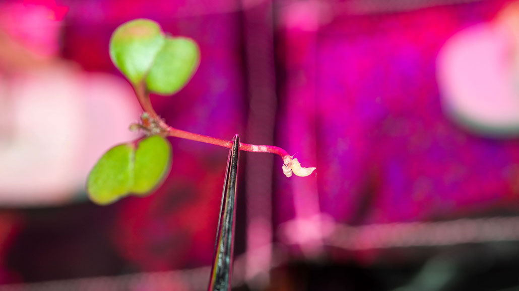 a macro shot of a tiny red kale seedling held up wth tweezers