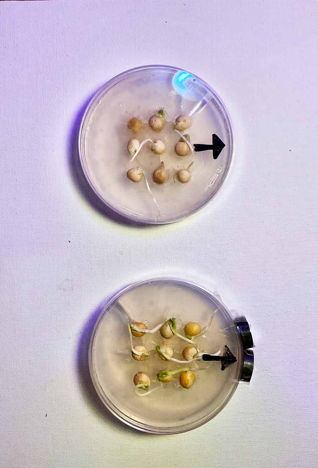 after four days, a dish of non-magnetized sprouts has roots pointing in many directions; a dish with a magnet attached on one side to mimic gravity has roots mostly pointing toward the magnet