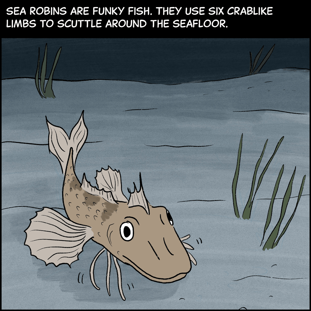 Rbin Fish This sea robin is a fish that can taste with its legs
