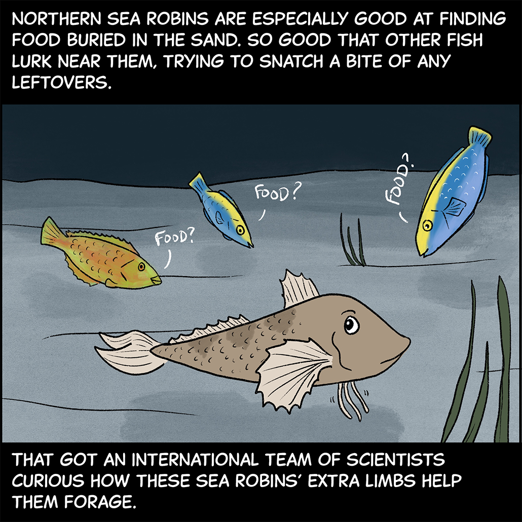 Text (above image): Northern sea robins are especially good at finding food buried in the sand. So good that other fish lurk near them, trying to snatch a bite of any leftovers. Image: A sea robin eyes a group of blue and yellow fish following it around as it walks across the seafloor. The three fish surrounding it are all watching the sea robin and thinking, “Food? Food? Food?” Text (below image): That got an international team of scientists curious how these sea robins’ extra limbs help them forage. 