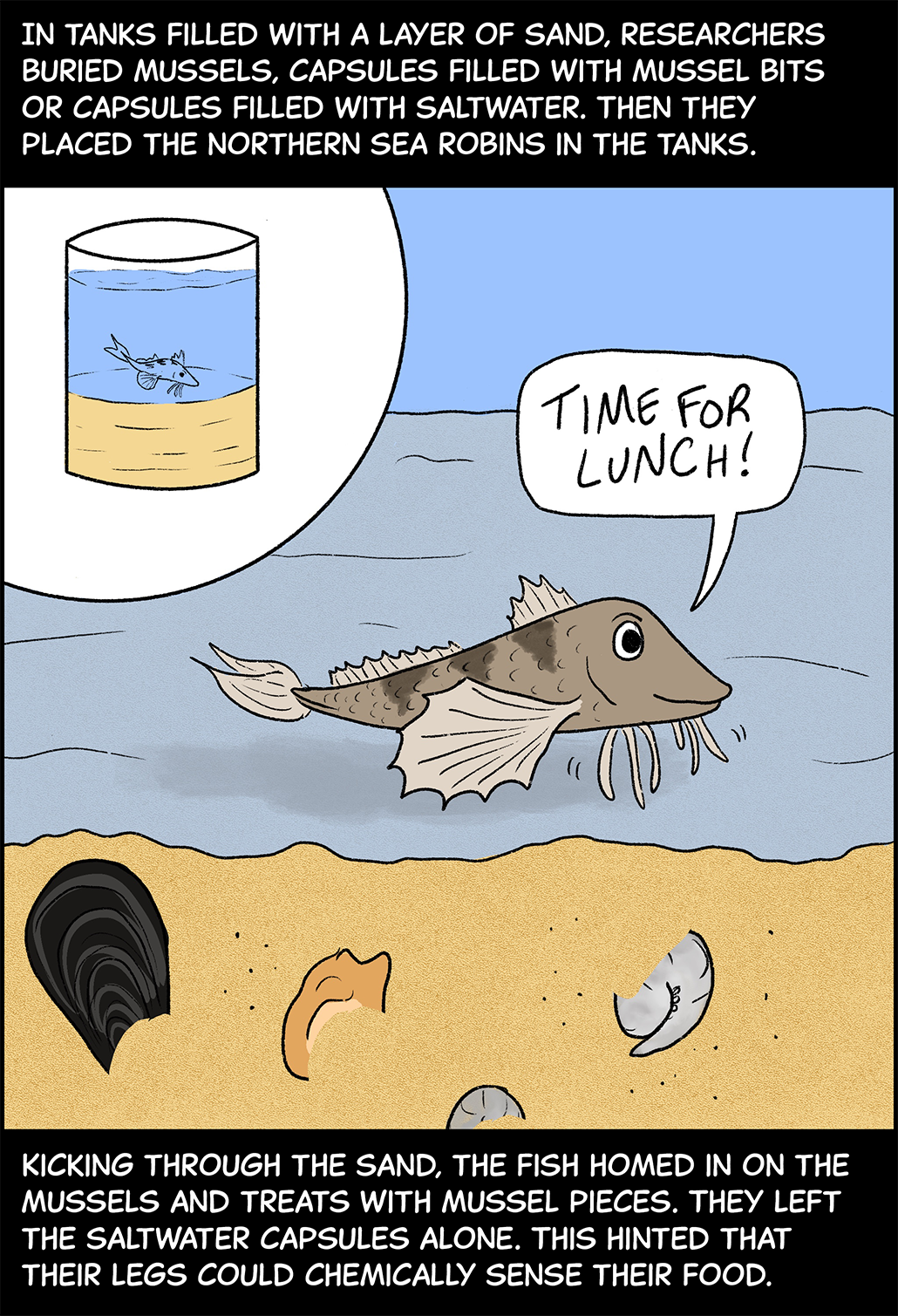 Text (above image): In tanks filled with a layer of sand, researchers buried mussels, capsules filled with mussel bits or capsules filled with saltwater. Then they placed the northern sea robins in the tanks. Image: One image shows a cylindrical tank of water with sand at the bottom and a sea robin in the middle. A close-up version of that image shows the sea robin smiling as it walks across the sand at the bottom of the tank. Treats are buried below it in the sand. The sea robin is thinking, “Time for lunch!” Text (below image): Kicking through the sand, the fish homed in on the mussels and treats with mussel pieces. They left the saltwater capsules alone. This hinted that their legs could chemically sense their food. 