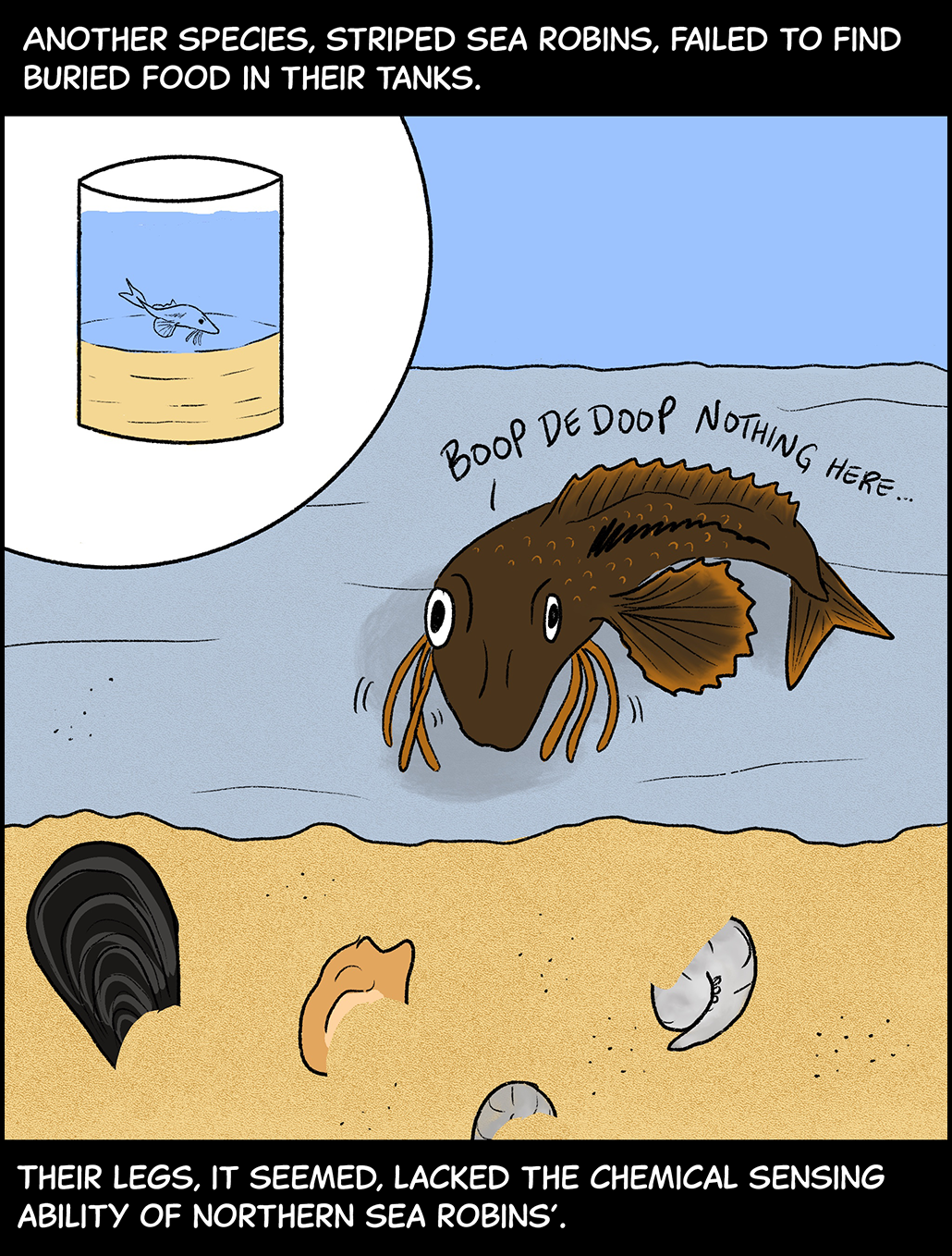 Text (above image): Another species, striped sea robins, failed to find buried food in their tanks. Image: One image shows a cylindrical tank of water with sand at the bottom and a sea robin in the middle. A close-up version of that image shows a copper-colored sea robin with a stripe running down its side standing on the sand at the bottom of the tank. Treats are buried below it in the sand. But the sea robin looks confused as it kicks around, thinking, “Boop de boop, nothing here…” Text (below image): Their legs, it seemed, lacked the chemical sensing ability of northern sea robins’. 