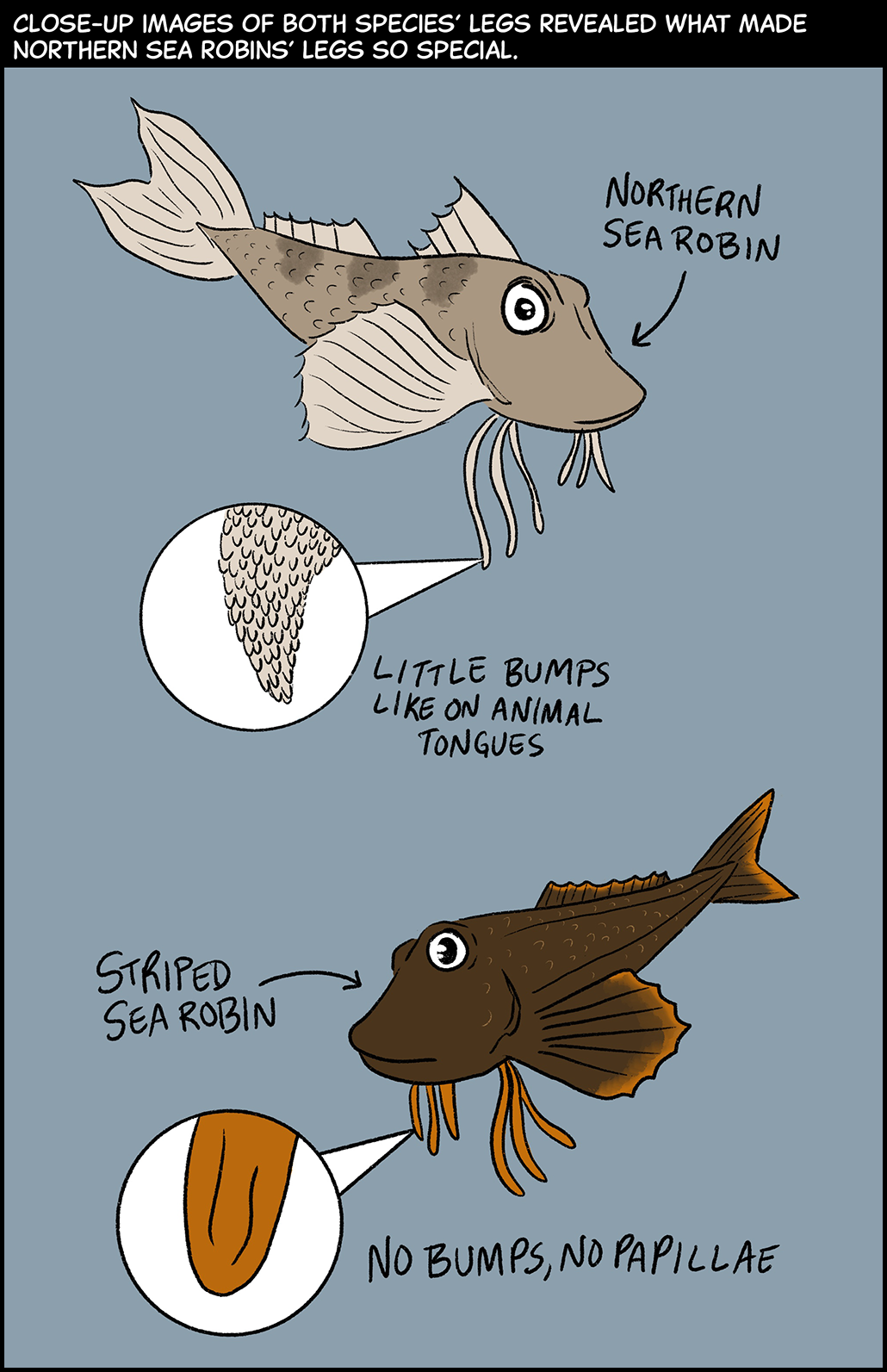Text (above image): Close-up images of both species’ legs revealed what made northern sea robins’ legs so special. Image: The grayish-brown northern sea robin and the copper-colored striped sea robin drift in a blue background of water. A close-up of one of the northern sea robin’s legs shows that the tip of its leg is covered in little bumps, like those on animal tongues. A close-up of one of the striped sea robin’s legs shows that the tip its leg has no bumps (papillae) like the ones on animal tongues.