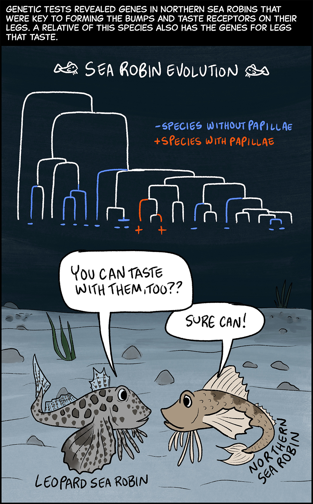 Text (above image): Genetic tests revealed genes in northern sea robins that were key to forming the bumps and taste receptors on their legs. A relative of this species also has the genes for legs that taste. Image: A family tree shows how different species of sea robins have branched off from each other over time. Many current species do not have the genes for legs that taste. But two current species do. Those species are the northern sea robin and the leopard sea robin. An illustration below the family tree shows one member of each of these species looking at each other. The leopard sea robin, which is light gray with dark gray spots, says, “You can taste with them, too??” The northern sea robin replies, “Sure can!” 
