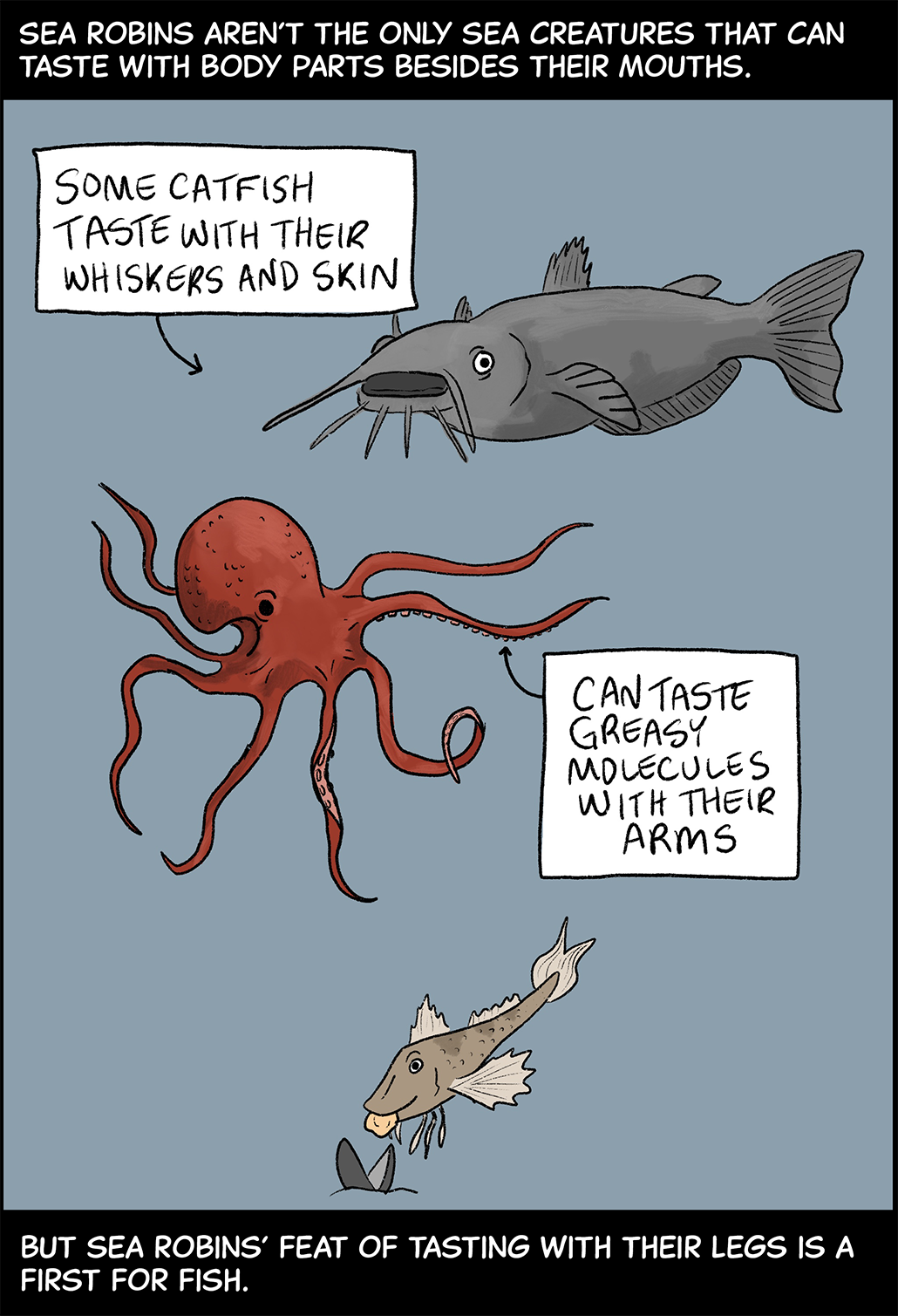 Text (above image): Sea robins aren’t the only sea creatures that can taste with body parts besides their mouths. Image: A gray catfish with long whiskers, a bright red octopus and a northern sea robin drift against a gray water background. Labels show that “some catfish taste with their whiskers and skin” and octopuses “can taste greasy molecules with their arms.” Text (below image): But sea robins’ feat of tasting with their legs is a first for fish.