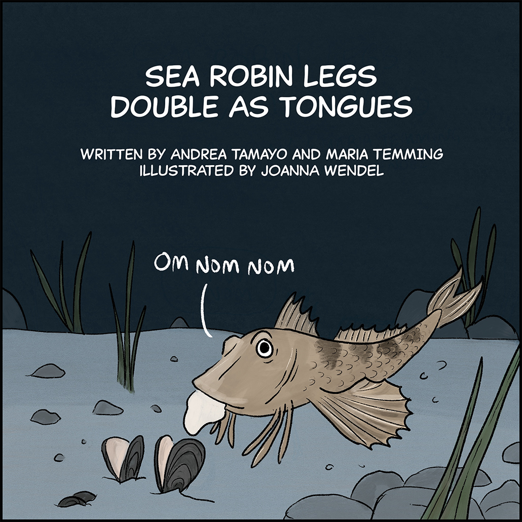 Text: Sea robin legs double as tongues. Written by Andrea Tamayo and Maria Temming, illustrated by JoAnna Wendel. Image: A grayish brown fish with two large fins sticking out of its sides and three crablike legs on either side of its underbelly stands on the seafloor. In its mouth is the fleshy interior of a mussel, which it has just plucked from an open mussel shell. The fish is thinking, “Om nom nom.” 
