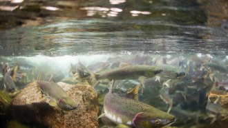 an underwater photo of a river, showing salmon swirling around each other, rocks, and a sunlight-dappled surface