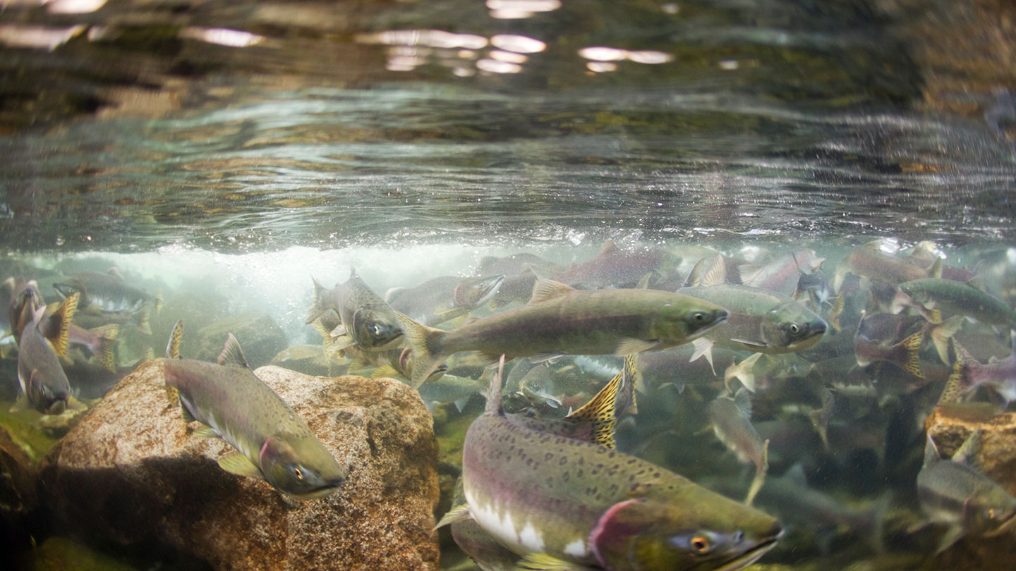 an underwater photo of a river, showing salmon swirling around each other, rocks, and a sunlight-dappled surface