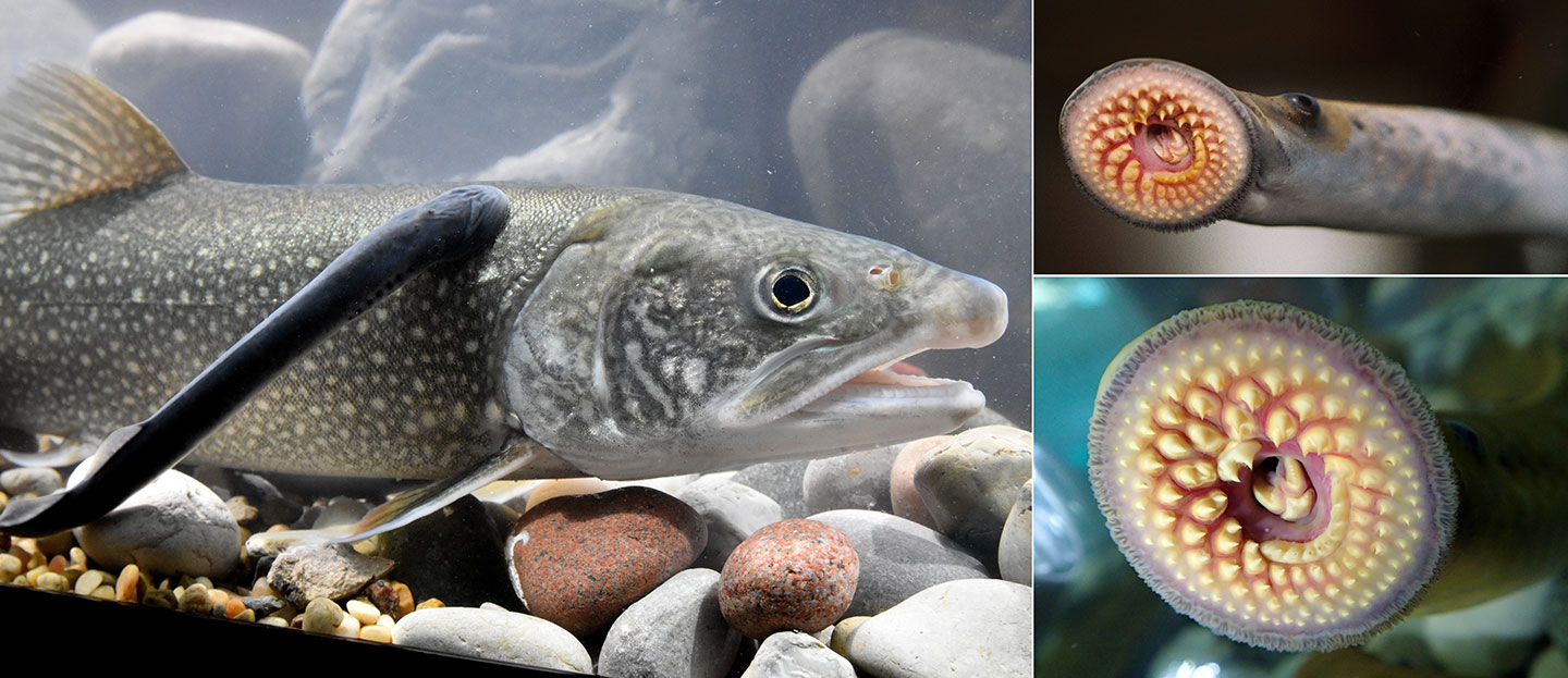 a photo of a lamprey attached to a lake trout, and two closeups of lamprey mouths showing the rings of teeth used to attach to their host