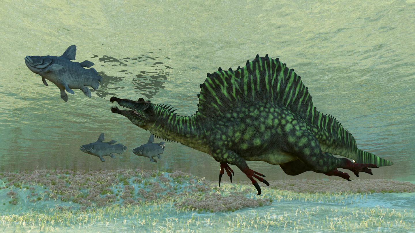 an illustration of a Spinosaurus swimming underwater towards an ancient fish