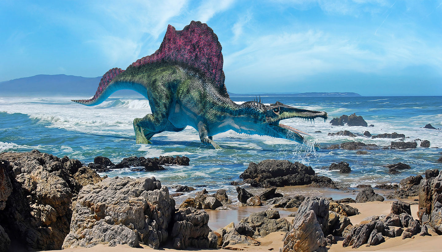 An illustration of a Spinosaurus hunting in shallow water on a rocky beach