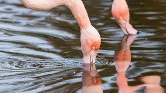 Close up of a pair of preening Chilean flamingos in the water.