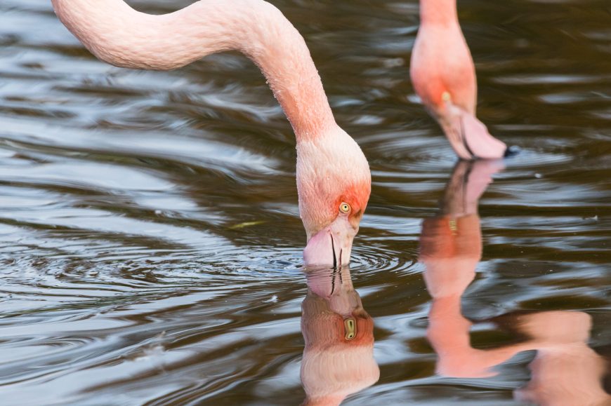 Close up of a pair of preening Chilean flamingos in the water.