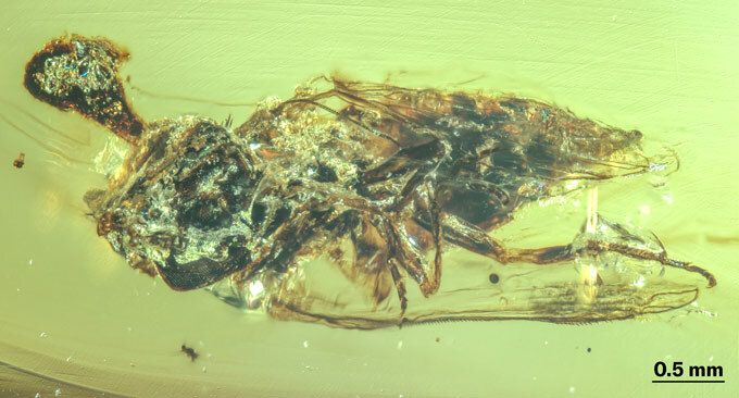 A headless fly with a zombie fungus sprouting out of its back trapped in a droplet of amber.