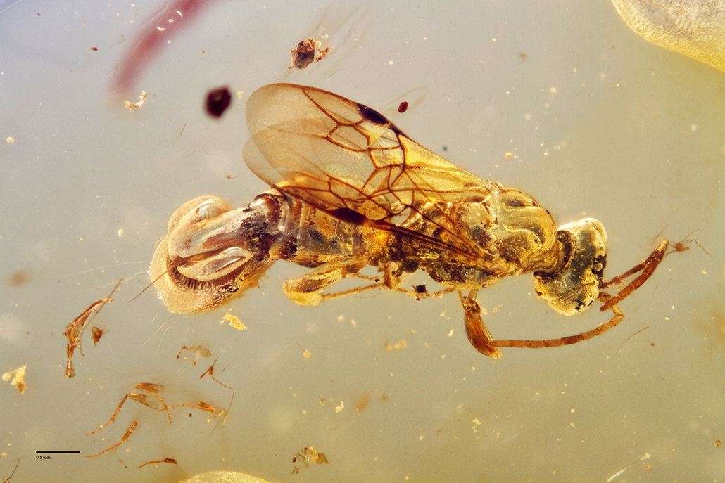 the fossilized wasp is suspended in amber