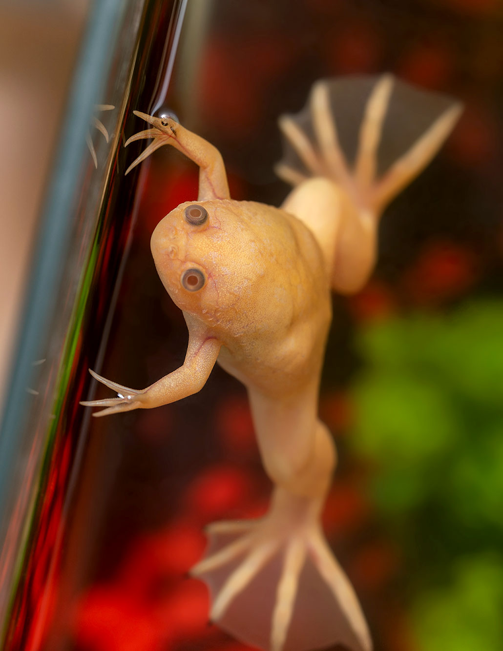 a white frog peers out of a tank