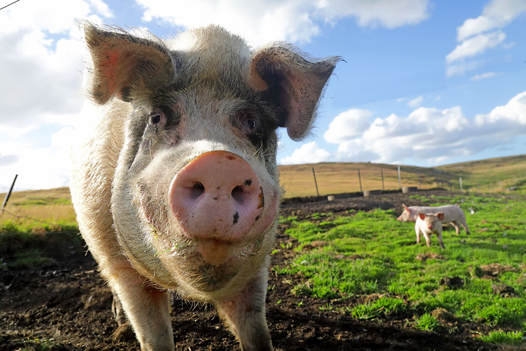 a photo of a cute pig outside under a sunny sky