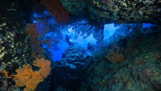 a view of a coral reef looking up through the reef at the surface of the water, two divers are in the middle of the image
