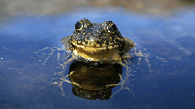 a mountain yellow-legged frog sitting in water with it's head visible