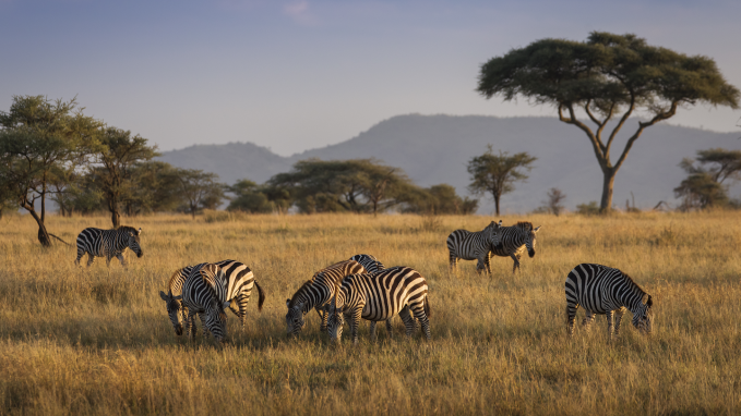 a herd of zebras graze as part of a savannah ecosystem under a blue sky