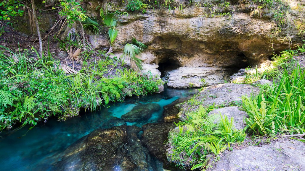 A photo of a natural spring emerging from limestone caves. Lush vegetation is on either side of the water flowing from the spring.
