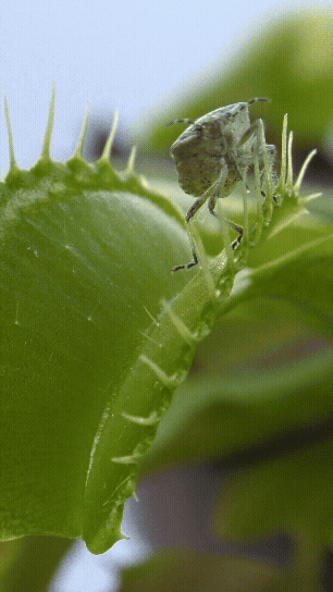 a short clip of a shield bug walking across a venus flytrap and triggering the hairs that cause the leave to close around the bug