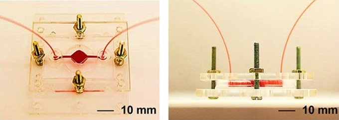 plastic plates screwed together with blood flowing in and out through tiny tubes