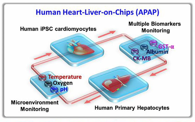 a diagram showing various chips with simulated organs on them