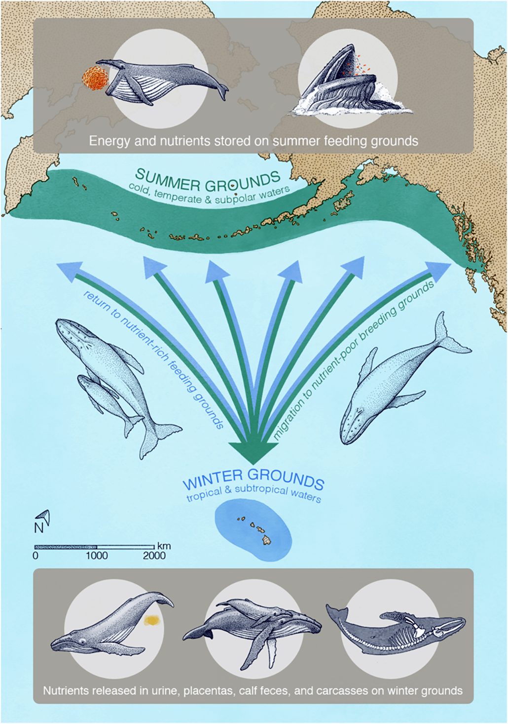 an illustration showing how whales release nutrients in urine, placents, calf feces and carcasses on winter grounds