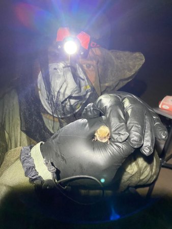 Juan Manuel Vazquez wears black gloves and a netted hat as he holds a small bat for a study on aging.