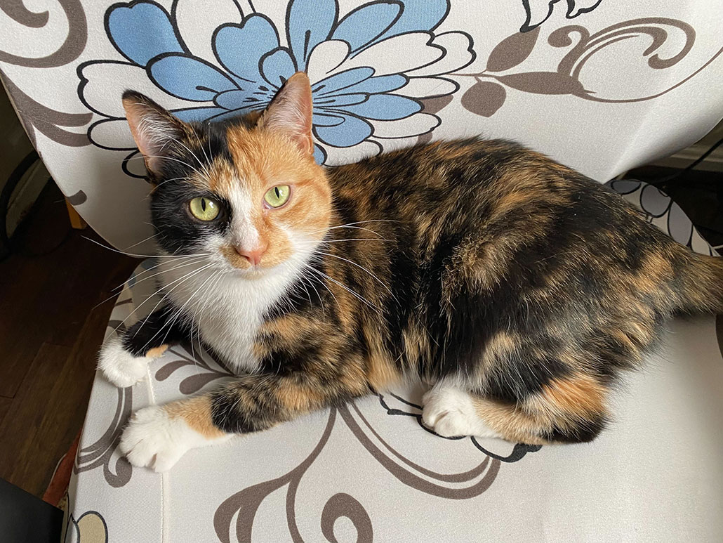 a calico cat curled up on a chair looks up