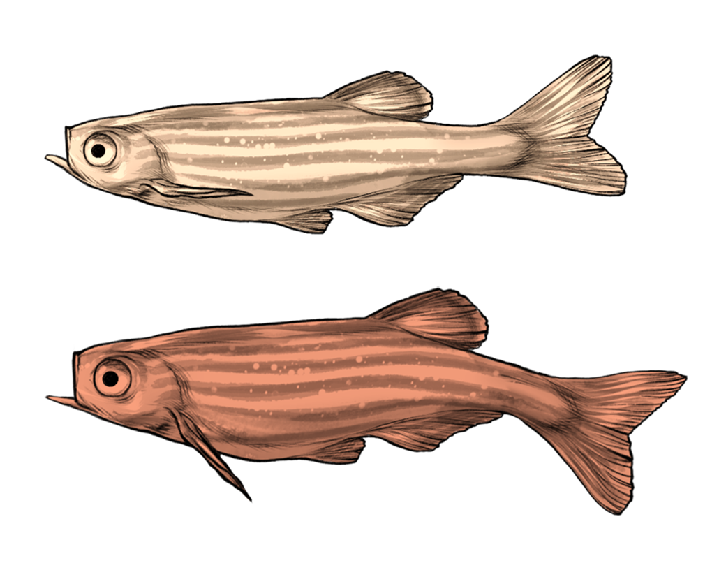 a drawing of two zebrafish, one opening it's mouth to breath and one 'yawning'