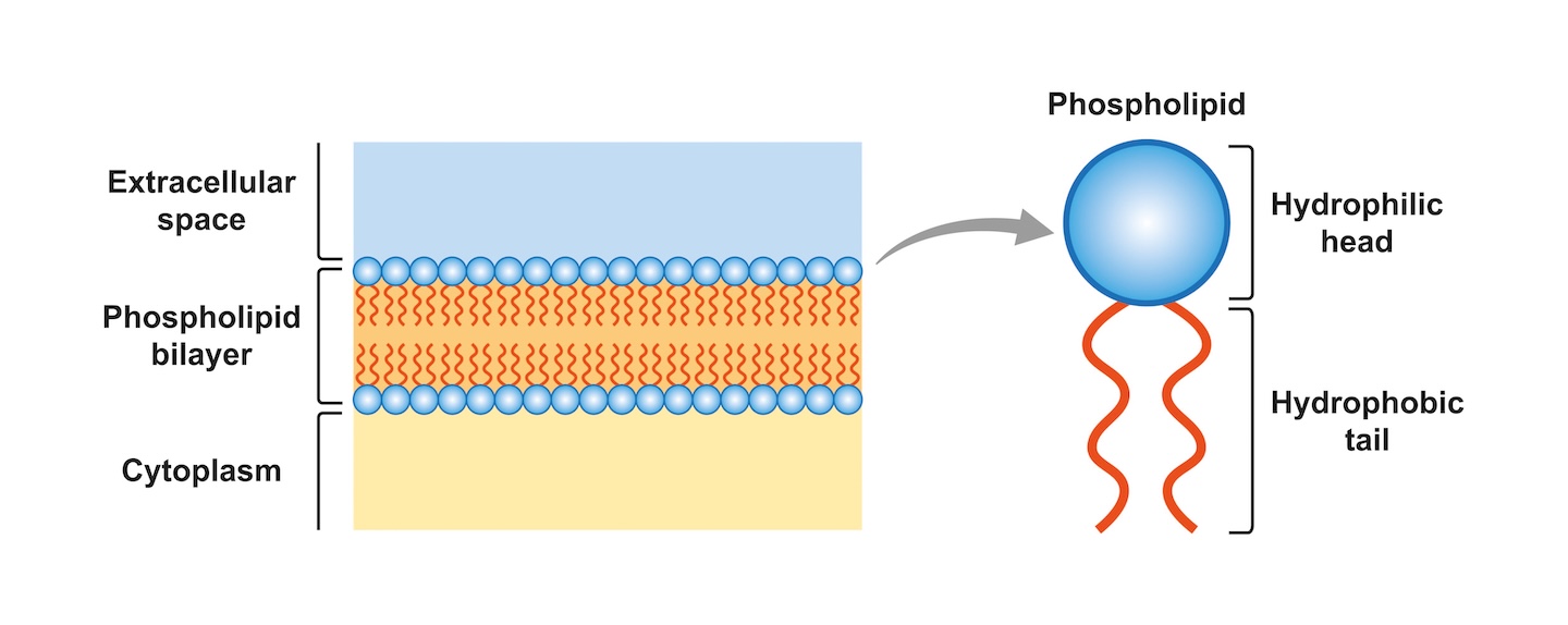 Illustration of a phospholipid bilayer structure. Each phospholipid consists of a phosphate group head (blue sphere) and a fatty acid tail (dark orange). In the presence of water the phospholipids spontaneously form a bilayer structure. The tails are hydrophobic and so face inwards, forming an oily core. The hydrophilic heads form the outer layers.