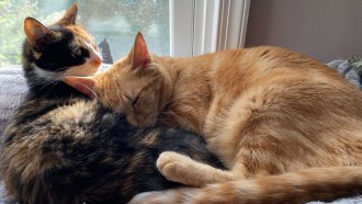 a calico cat curled up in front of a sunny window, and a larger orange cat using the calico cat as a pillow