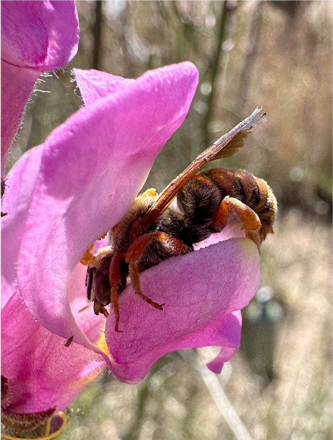 a bee entering a snapdragon flower to get to the nectar