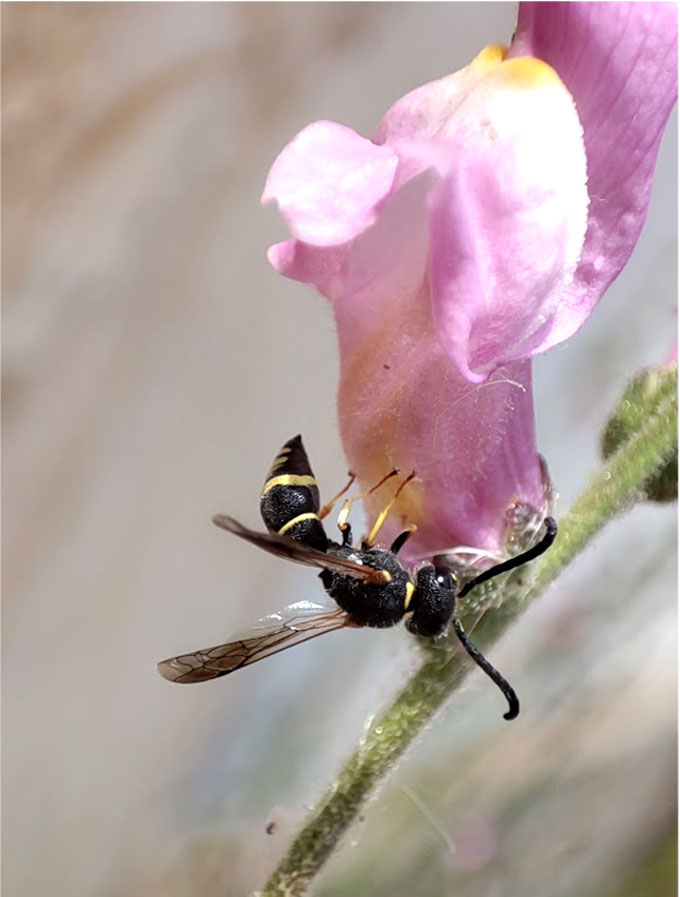 a wasp accessing nectar from a snapdragon flower by drinking from a hole made in the side of the flower