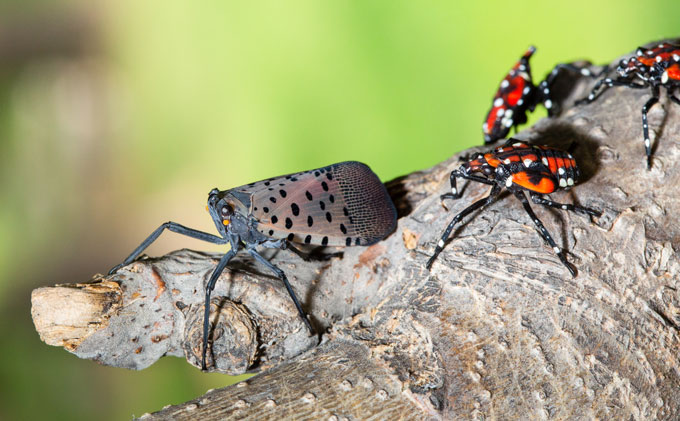 An adult spotted lanternfly faces left as it sits on a tree, with its two front feet resting on a spot where a branch has broken off. Behind it on the tree is a cluster of four black- and red-striped nymphs with white spots.