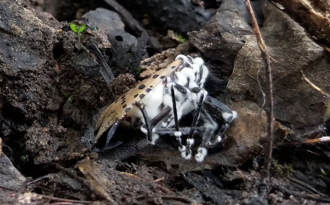 A close up shot shows a dead spotted lanternfly adult (centered in the photo) lying in leaf litter. Its abdomen is covered with a white fuzz, as are all of its leg joints.