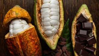 Three cocoa pods. The first has a ripe orange yellow pod. The top third has been cut and sits like a cap on top of white pulp that surrounds the unfermented beans inside. The second green pod in the middle has been split lengthwise displaying white pulp-shrouded beans before yeast and bacteria ferment the beans to produce fine chocolate flavors. The third appears to be the empty half of the second pod filled with shiny, dark squares of chocolate.