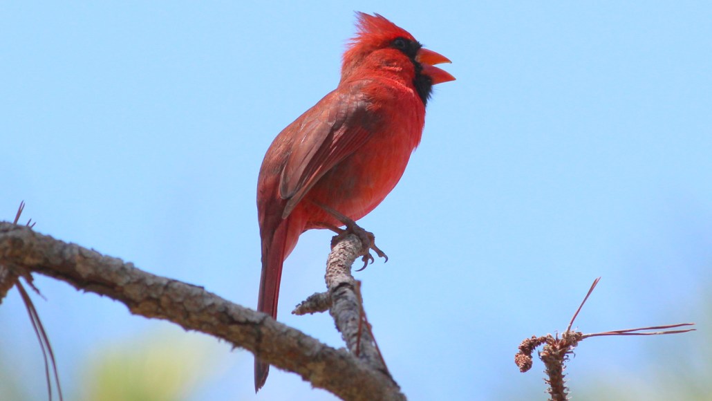 City Lights Make Birds Sing Longer Songs at Night | Level Up English Club