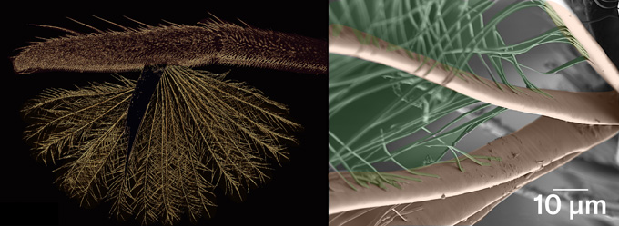 A fan-shaped structure attached to a bug left. A closeup shows the structure, consisting of flat ribbons with thin barbules extending from each.