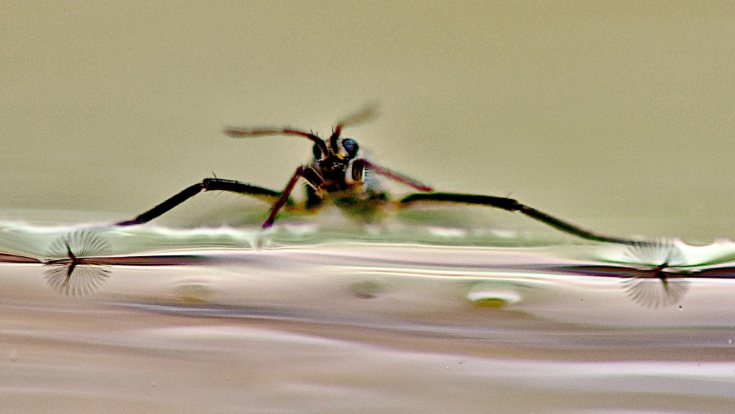 A closeup of a ripple bug on top of the water shows fan structures on its feet below the surface.