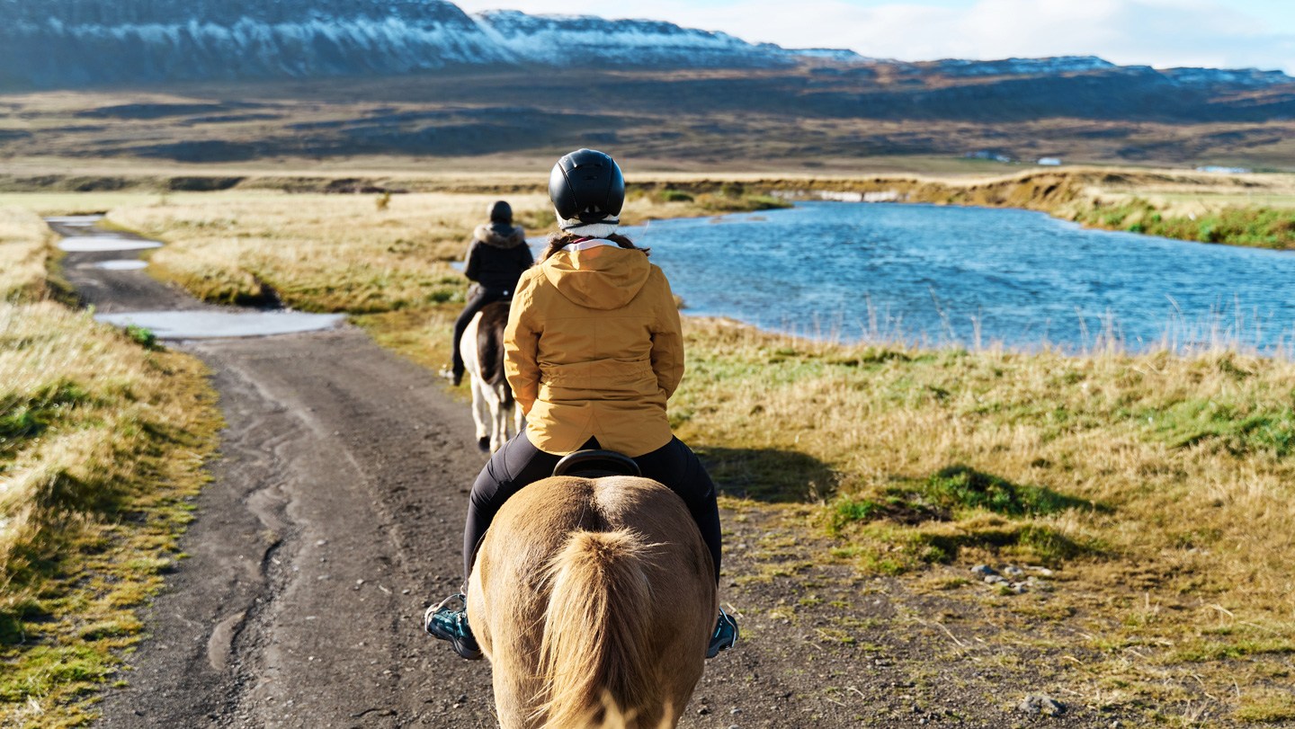 Gentle Riding Horses became gentle and easy to ride thanks to two gene mutations