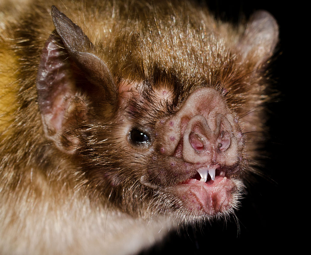 A close-up image shows a common vampire bat face. The bat sports brown fur, pointed ears and small black yes. Two sharp incisors can be seen in its slightly open mouth.