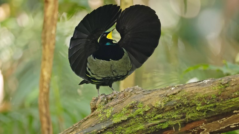 a male bird of paradise stands on a branch and puffs it's chest out, gapes its bright yellow mout open, and spreads it's wings to frame his face