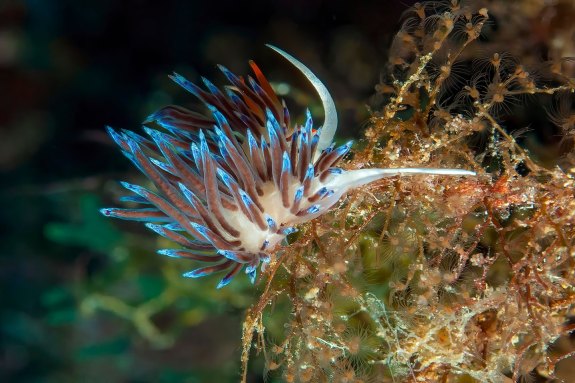 a colorful sea slug that engages in kleptopredation