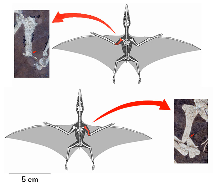 A graphic showing the location of broken humerus bones on two pterosaur hatchlings' wings. Insets show where the breaks are located in the fossils of the pterosaurs.