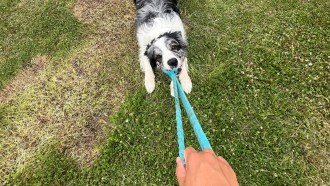 A gray and white dog plays tug of war with a blue rope toy.