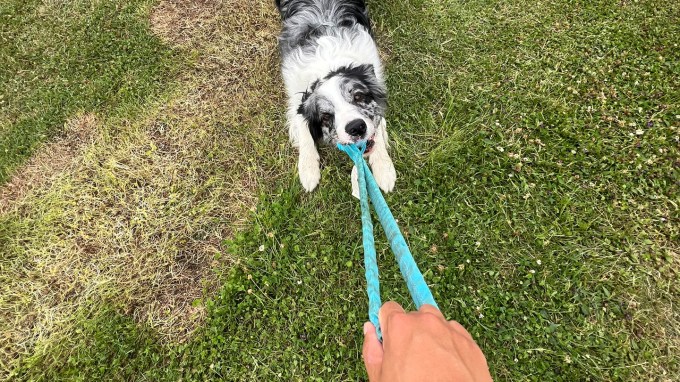 A gray and white dog plays tug of war with a blue rope toy.